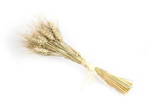 Rye bunch isolated on white background. Grain bouquet, golden spikelets. Stock Photos