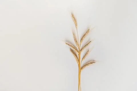 Rye bunch on white background, top view, flat lay Stock Photos