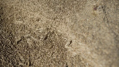 Rye cereal grains Stock Footage 127849190