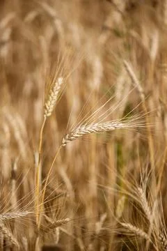 Rye closeup vertical Stock Photos