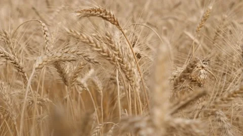 Rye. Clouds float across the blue sky. Stock Footage 158319012