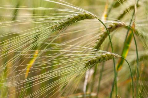 Rye - corn 库存照片