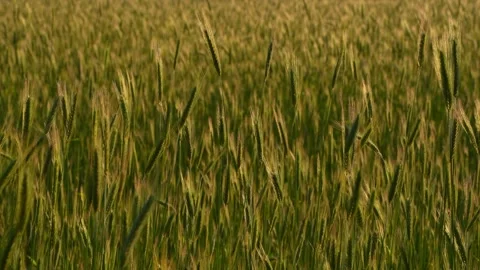 Rye cultivation in north europe Stock Footage 320831783