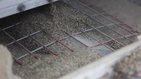 Rye dumped off truck Stock Footage 240028236