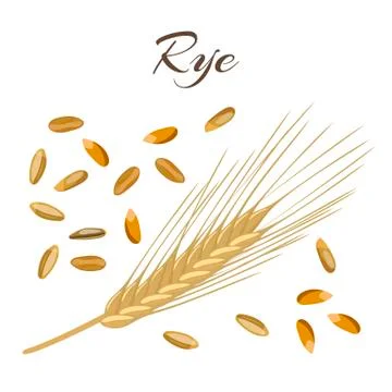 	Rye ear and grains.  Stock Illustration