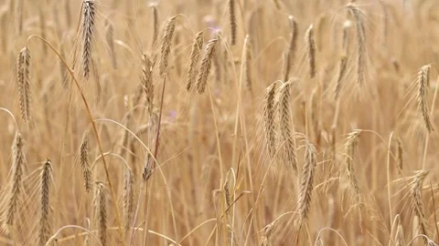 Rye ears close-up. Agricultural concept Stock Footage 313924432