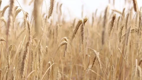 Rye ears close-up. Agricultural concept. 4 Stock Footage 313924448