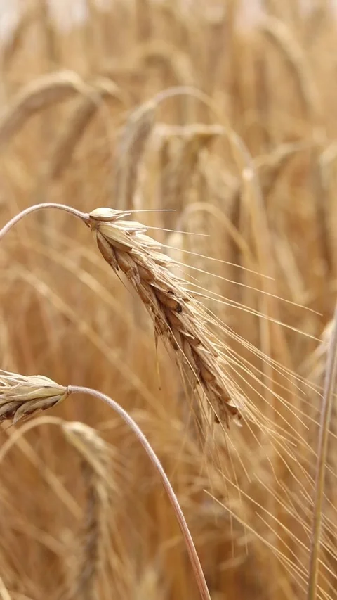Rye ears close-up. Agricultural concept Stock Footage 313924497