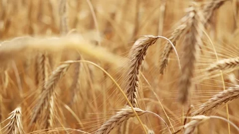 Rye ears close-up. Agricultural concept. Rye with selective focus Stock Footage 314397333