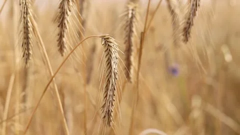 Rye ears close-up. Agricultural concept. Rye with selective focus Stock Footage 314397406