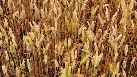 Rye ears close up with mature grain spikes and dry cereal stems. Ripe rye crop Stock Footage 340905505