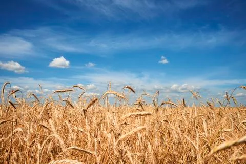 Rye ears close up. Rye field in summer day. Harvest concept Stock Photos