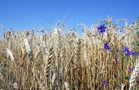 Rye ears in the field Stock Photos