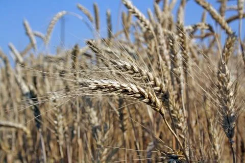 Rye ears in the field Stock Photos