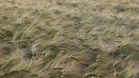 Rye Ears In The Field Swaying In The Light Wind Stock Footage 307561572