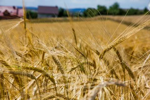 Rye ears growing in the field Stock Photos