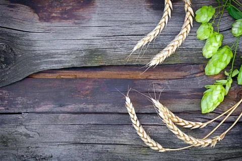 Rye ears with hops close up Stock Photos