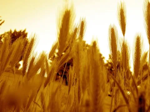 Rye ears Stock Photos
