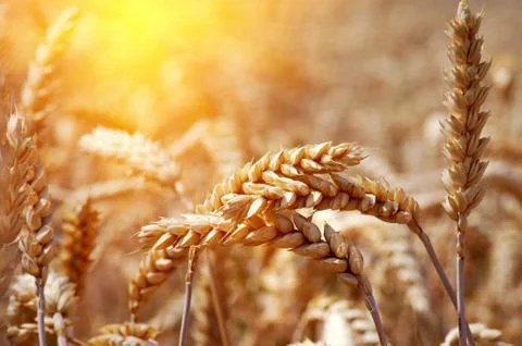 Rye ears Stock Photos