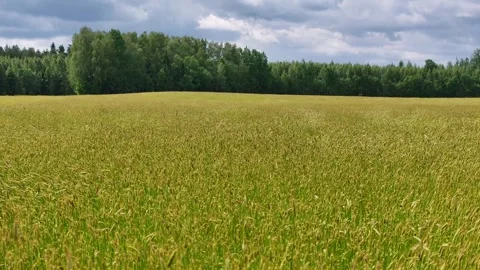 Rye ears sway in the wind Stock Footage 321600840