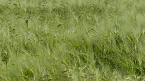 Rye ears swaying in the wind closeup 4K UHD Stock Footage 50795795
