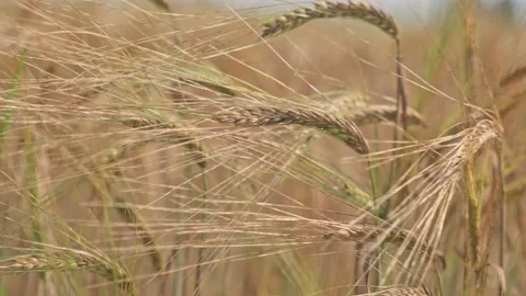 Rye ears swaying in the wind Video stock 154580120