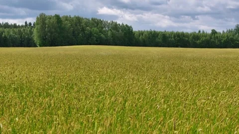 Rye ears swing in the wind Stock Footage 321599481