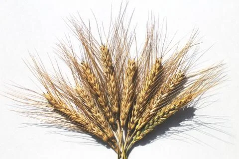 Rye ears on a white background. bunch of rye ears Foto stock