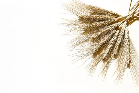 Rye ears on a white background. bunch of rye ears Фото