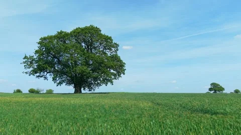 Rye farmland with isolated tree representing growth, stability, agricultural 库存影片 335815931