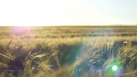 Rye Field 01 스톡 동영상 70989635