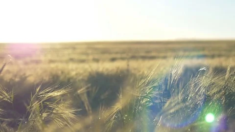 Rye Field 02 스톡 동영상 70989418