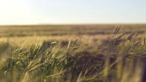 Rye Field 03 스톡 동영상 70989590