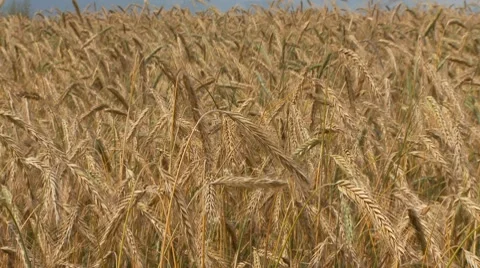 Rye field 2 Stock Footage 7704230