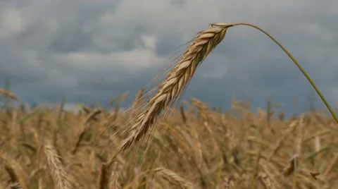 Rye field 3 Vídeos de archivo 7696956