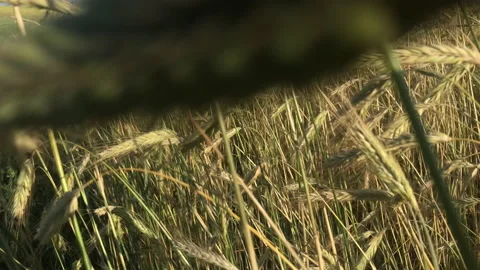 Rye field 4k Stock Footage 156600135