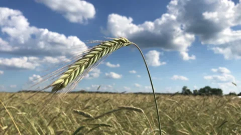 Rye field 4k Stock Footage 156604667