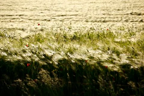 A rye field against the light with selective focus. Stock Photos