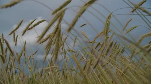 Rye field against sky Stock Footage 270157045