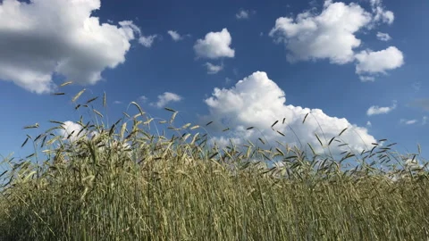 Rye field and blue cloudy  sky Stock Footage 156599224