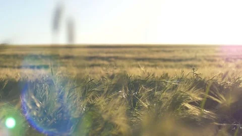 Rye Field And Sun Flares 스톡 동영상 70989967