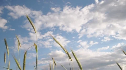 Rye field on a background of blue sky with rare clouds, Stock Footage 76741348