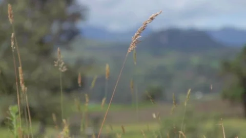 Rye field on background mountain 스톡 동영상 75165284