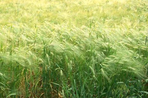 Rye field background Stock Photos