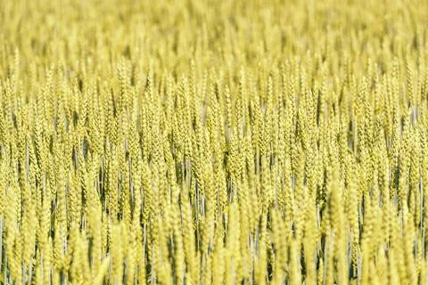 Rye field background 스톡 사진