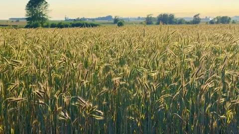 Rye field in backlight, evening, swaying in the wind, in Ystad municipality, Stock Footage 337854829