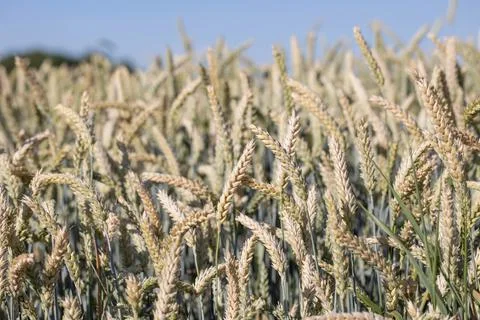 Rye field with blue sky background Stock Photos