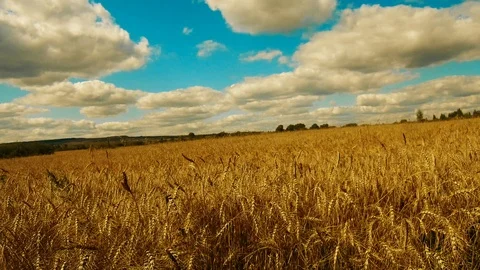 Rye field blue sky passing by Stock Footage 114654116