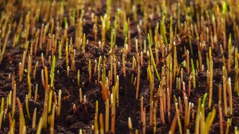 Rye Field (Cereal) Growing Crop Time Lapse. Fresh Green Rye Plant Grow Timelapse Stock Footage