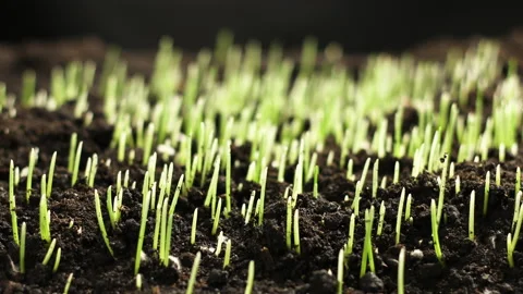 Rye Field, Cereal Growing Crop Time Lapse. Fresh Green Rye Plant Grow Timelapse Stock Footage 144673938